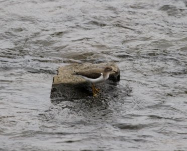 IMG 1594 c Spotted Sandpiper Dam Kankakee IL 8-27-2015