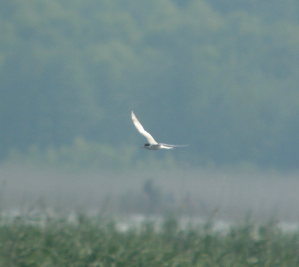 DSCN7422 c Forster's Tern Willow Slough FWA IN 6-30-2015