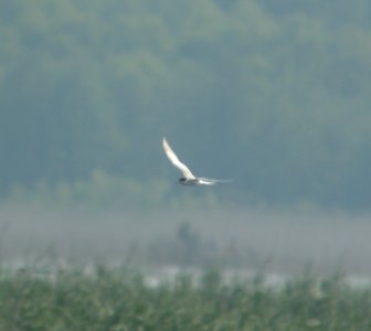 DSCN7422 c Forster's Tern Willow Slough FWA IN 6-30-2015 photo