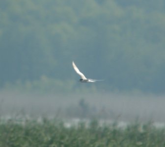 DSCN7422 c Forster's Tern Willow Slough FWA IN 6-30-2015