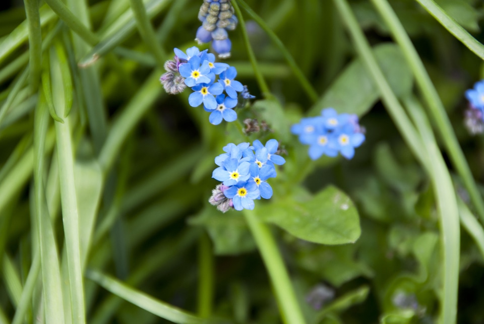 City garden germinate blue