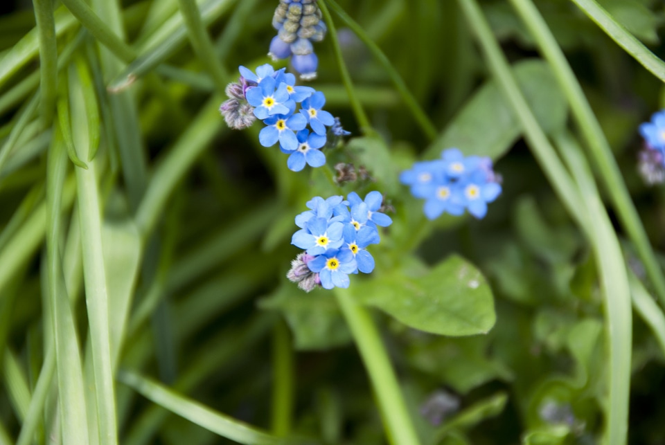 City garden germinate blue photo