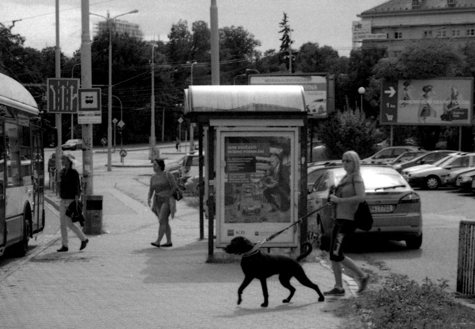 Canon Prima Zoom 80u (Sure Shot 80u) - Woman with Dog