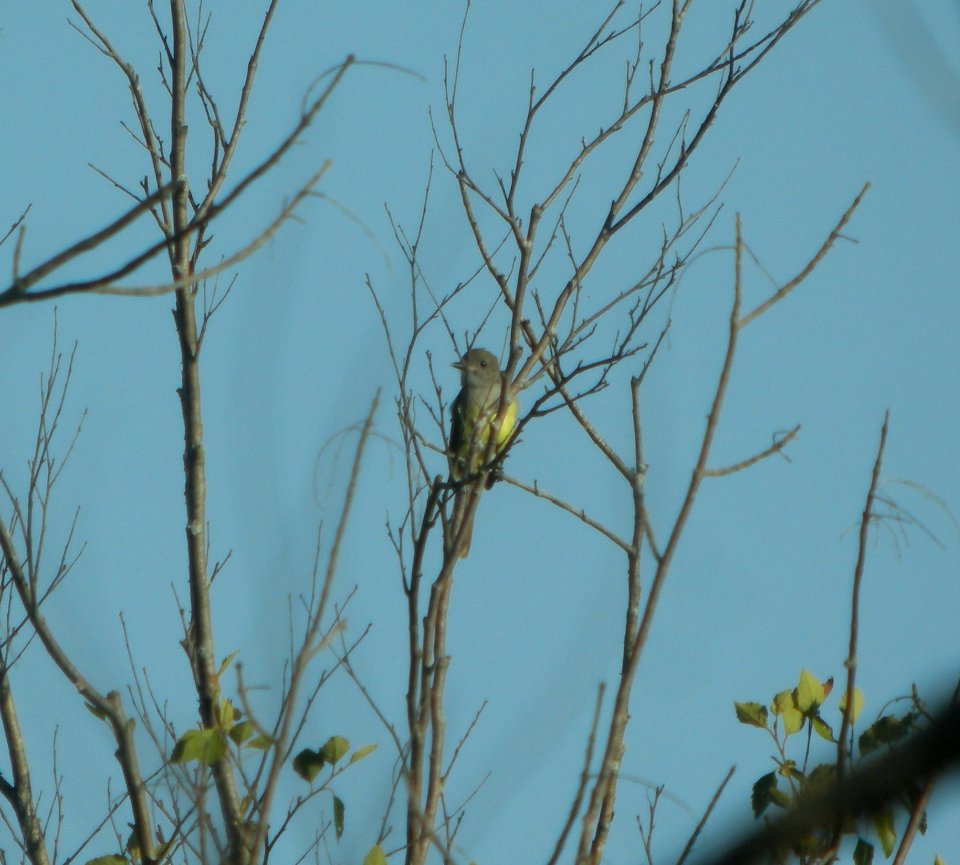 DSCN7808 c Great Crested Flycatcher LaSalle FWA IN 8-7-2015
