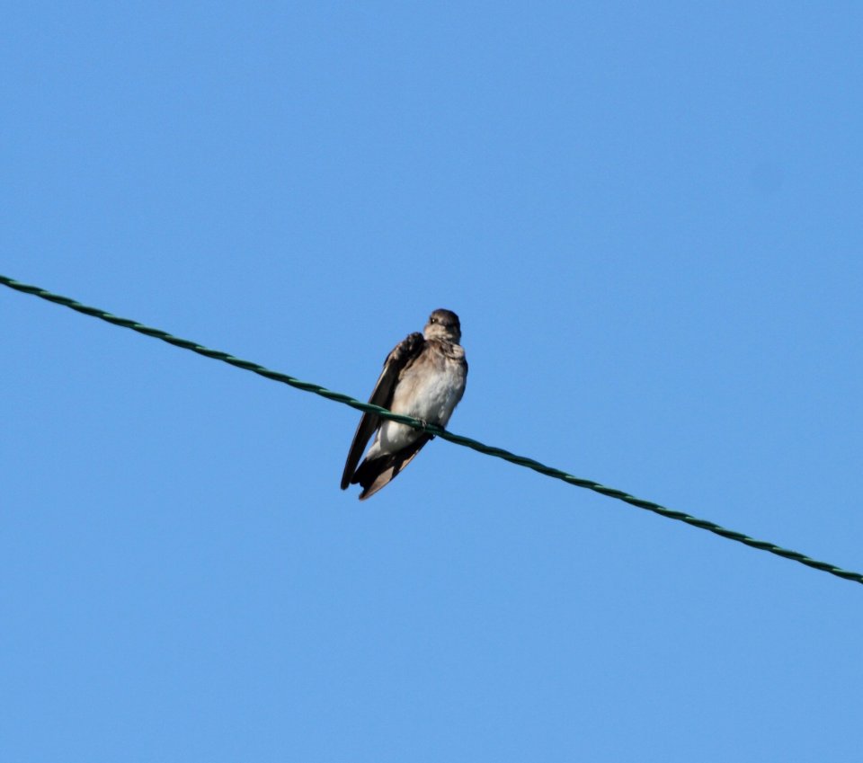 IMG 0842 (2) c Northern Rough-winged Swallow Whispering Willows Kankakee Co IL 8-1-2015