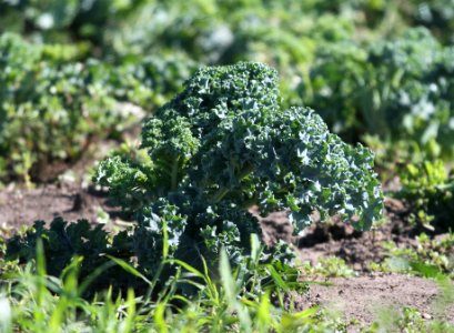 IMG 0614 c Kale Van Drunen Farms Momence IL 7-21-2015