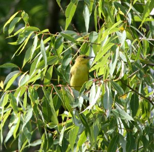 IMG 0964 c Orchard Oriole Whispering Willows Kankakee Co IL 8-6-2015