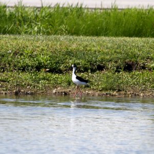 IMG 1403 c Black-necked Stilt Whispering Willows Kankakee Co IL 8-22-2015