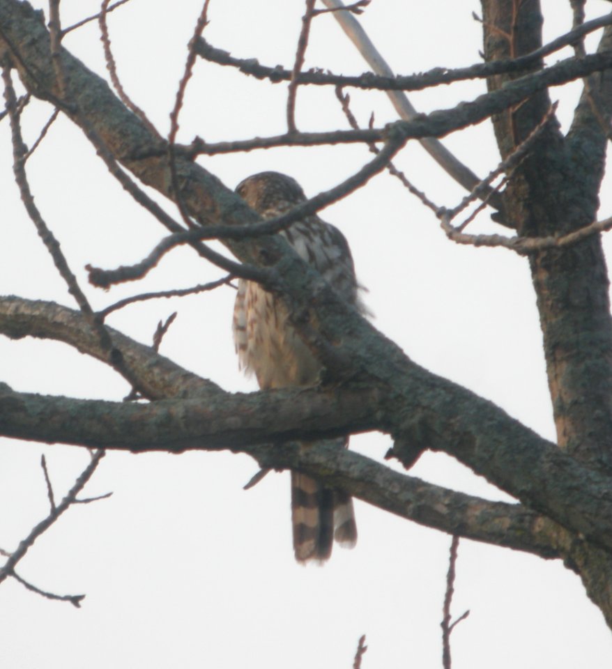 DSCN7551 c Sharp-shinned Hawk Pembroke Twp Kankakee Co IL 7-4-2015
