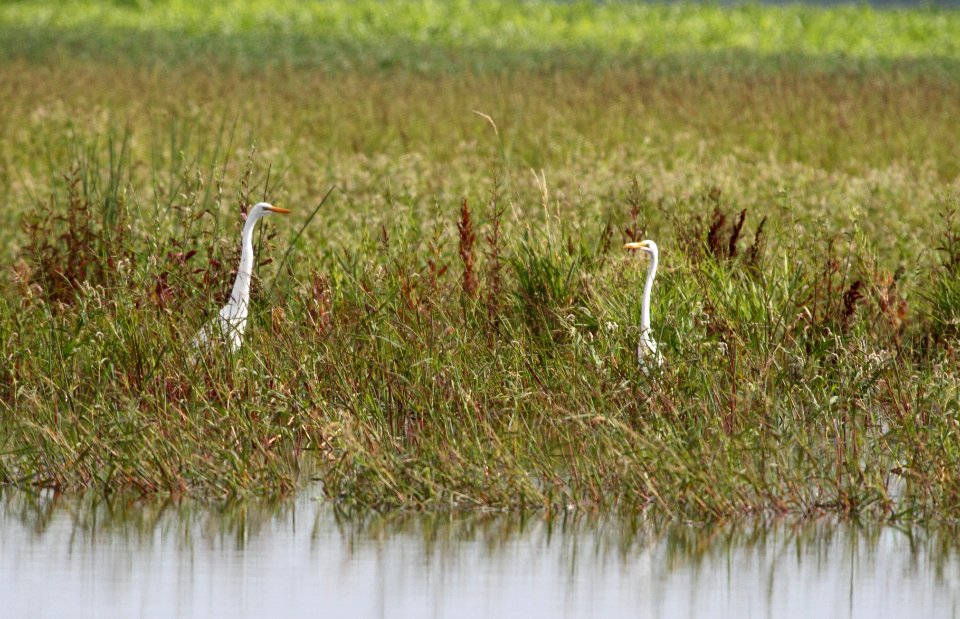 IMG 0719 c Great Egret Whispering Willows Kankakee IL 7-26-2015