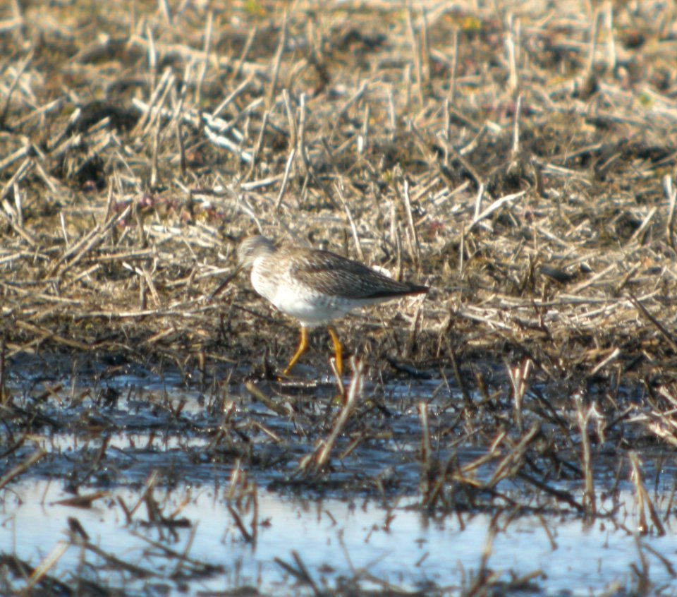 DSCN6104 c Lesser Yellowlegs TNC Kankakee Sands IN 4-1-2015