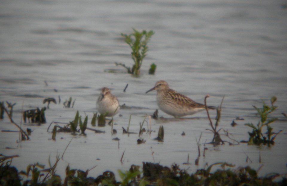 DSCN7217 c Semipalmated Sandpiper and White-rumped Sandpiper Bourbonnais IL 6-9-201