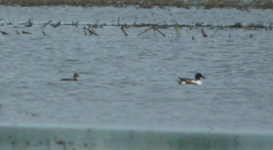 DSCN7549 c Hooded Merganser + Northern Shoveler Whispering Willows Bourbonnais IL 7-3-2015