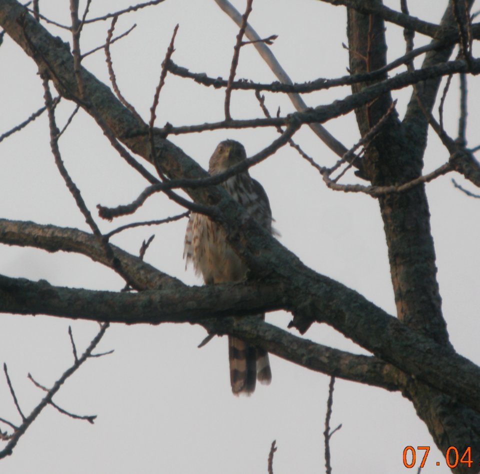 DSCN7554 c Sharp-shinned Hawk Pembroke Twp Kankakee Co IL 7-4-2015