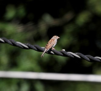IMG 0876 (2) c Chipping Sparrow Hse Kankakee IL 8-1-2015