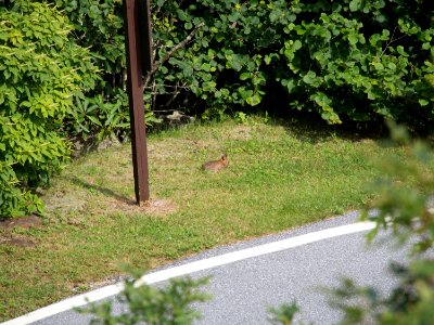Brasstown Bald