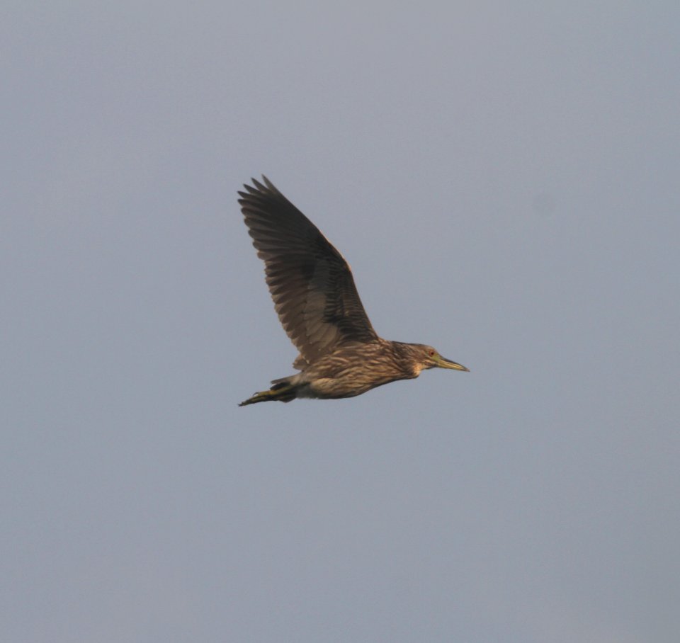 IMG 1598 c Black-crowned Night-Heron Kankakee Sands IN 8-28-2015