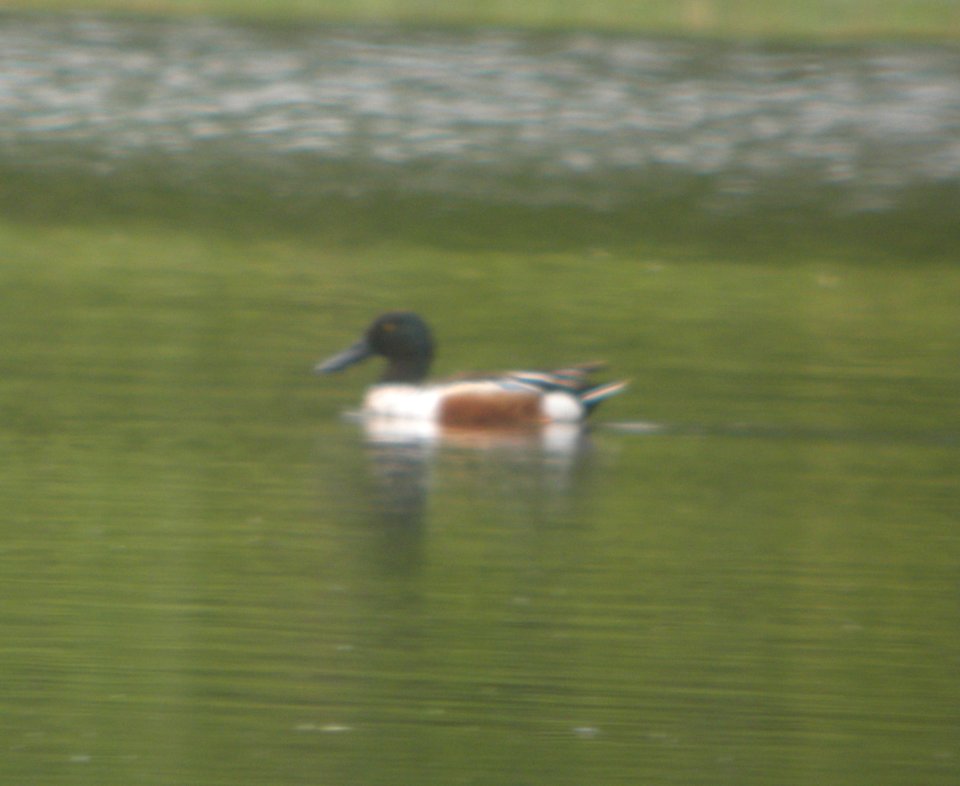 DSCN6639 c Northern Shoveler Aroma Park IL 5-9-2015