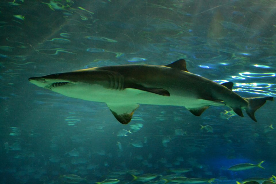 animal: sealife