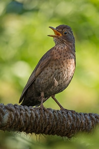 Summer songbird sing