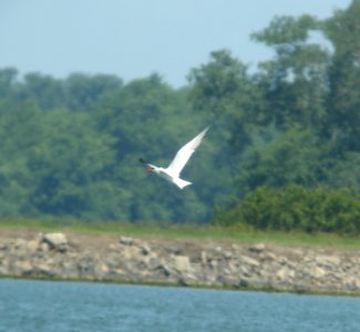 DSCN7066 c Caspian Tern Braidwood IL 6-8-2015
