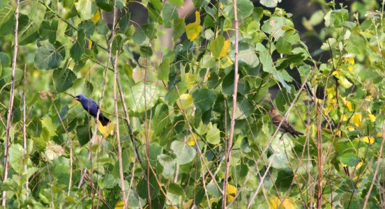 IMG 0273 c Blue Grosbeak Pembroke Twp Kankakee Co IL 7-4-2015