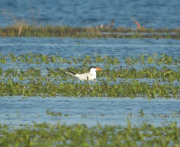DSCN7351 c Caspian Tern Whispering Willows Bourbonnais IL 6-27-2015