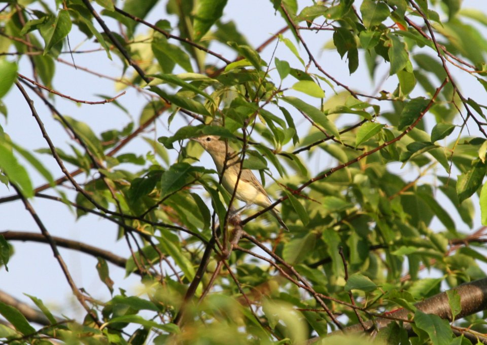 IMG 1086 c Warbling Vireo Wind Pt Racine WI 8-10-2015