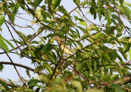 IMG 1086 c Warbling Vireo Wind Pt Racine WI 8-10-2015