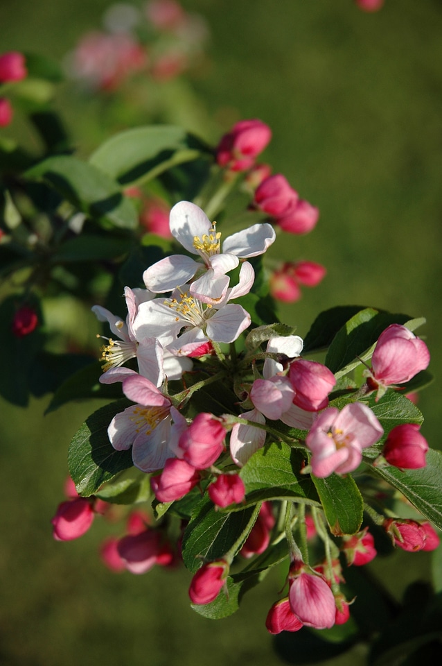 Blossom tree garden photo