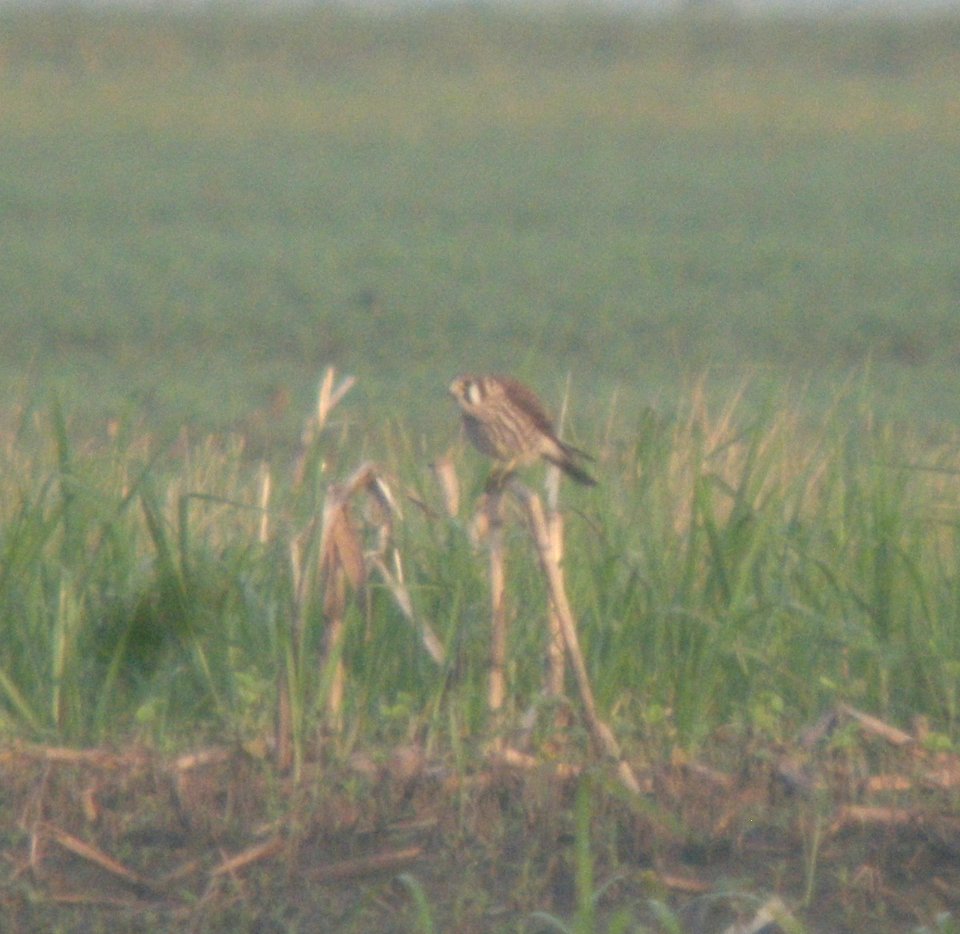 DSCN7622 c American Kestrel Whispering Willows Kankakee Co IL 7-18-2015