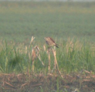 DSCN7622 c American Kestrel Whispering Willows Kankakee Co IL 7-18-2015