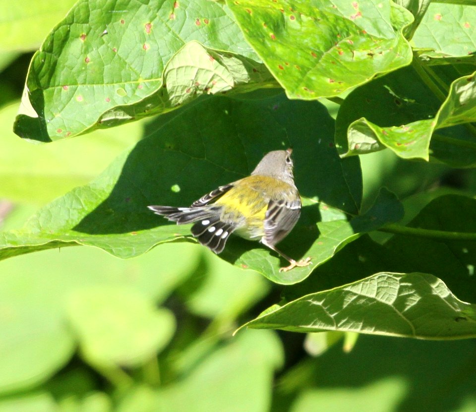 IMG 2146 c Magnolia Warbler Kankakee IL 9-13-2015