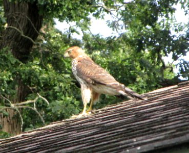 IMG 1871 c Cooper's Hawk Hse Kankakee IL 8-4-2015