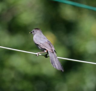 IMG 0673 c Gray Catbird Hse Kankakee IL 7-25-2015