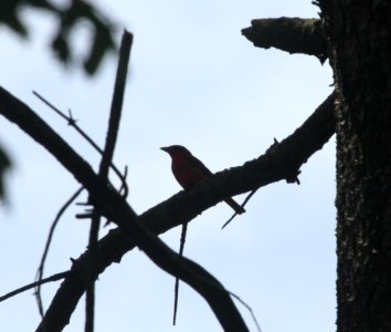 IMG 0645 c Summer Tanager Willow Slough FWA IN 7-22-2015