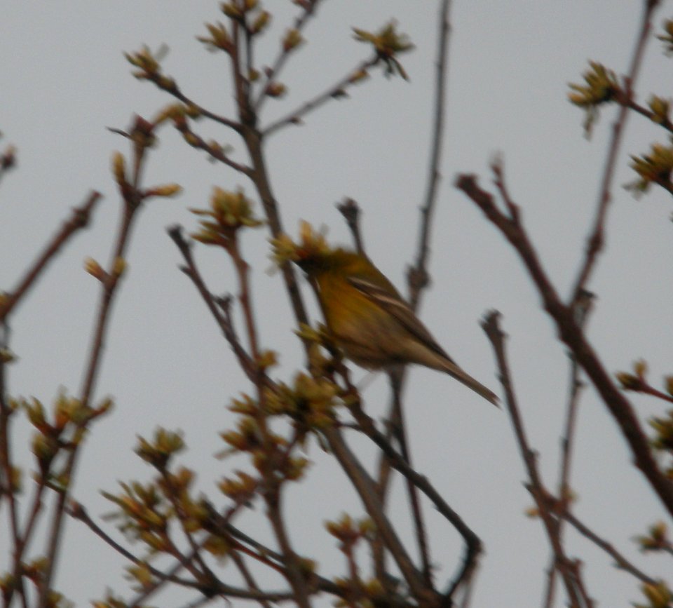 DSCN6223 c Pine Warbler Kankakee IL 4-18-2015