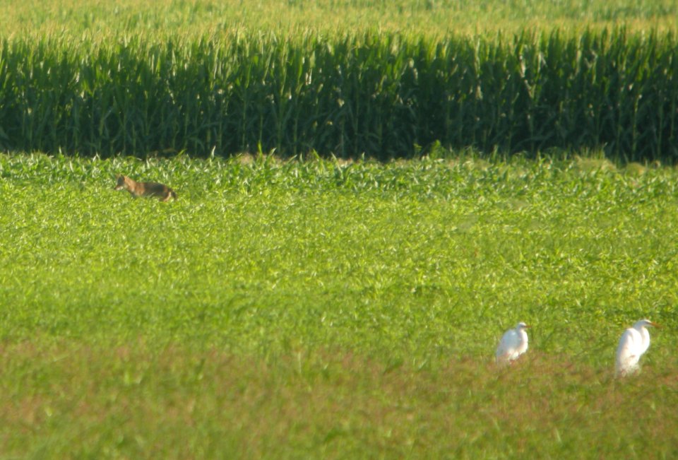 DSCN7604 c Coyote + Great Egret Whispering Willows Kankakee Co IL 7-14-2015