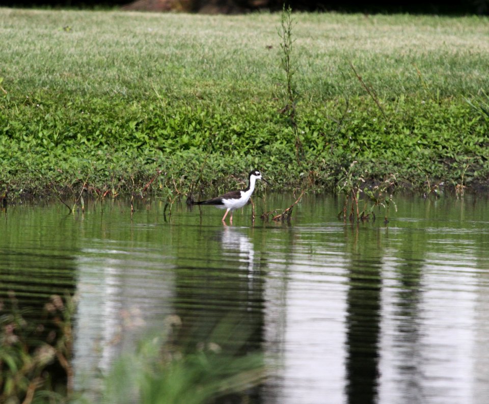IMG 1117 c Black-necked Stilt Whispering Willows Kankakee Co IL 8-15-2015