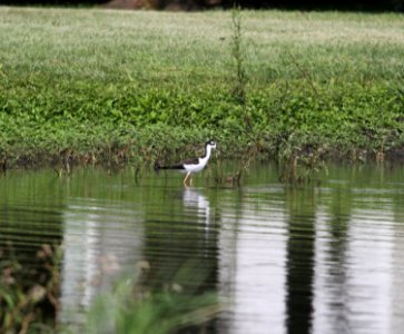 IMG 1117 c Black-necked Stilt Whispering Willows Kankakee Co IL 8-15-2015