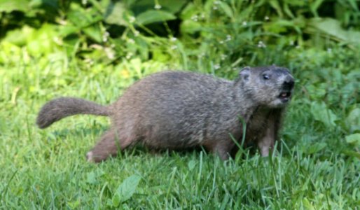 IMG 0535 c Woodchuck Hse Kankakee IL 7-18-2015