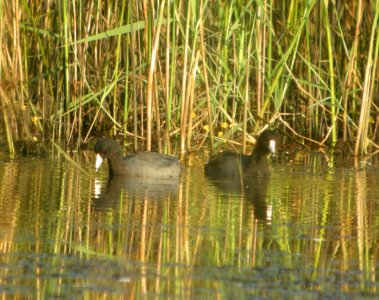 DSCN7913 c American Coot TNC Kankakee Sands IN 8-13-2015