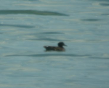 DSCN7033 c Green-winged Teal Braidwood IL 6-2-2015