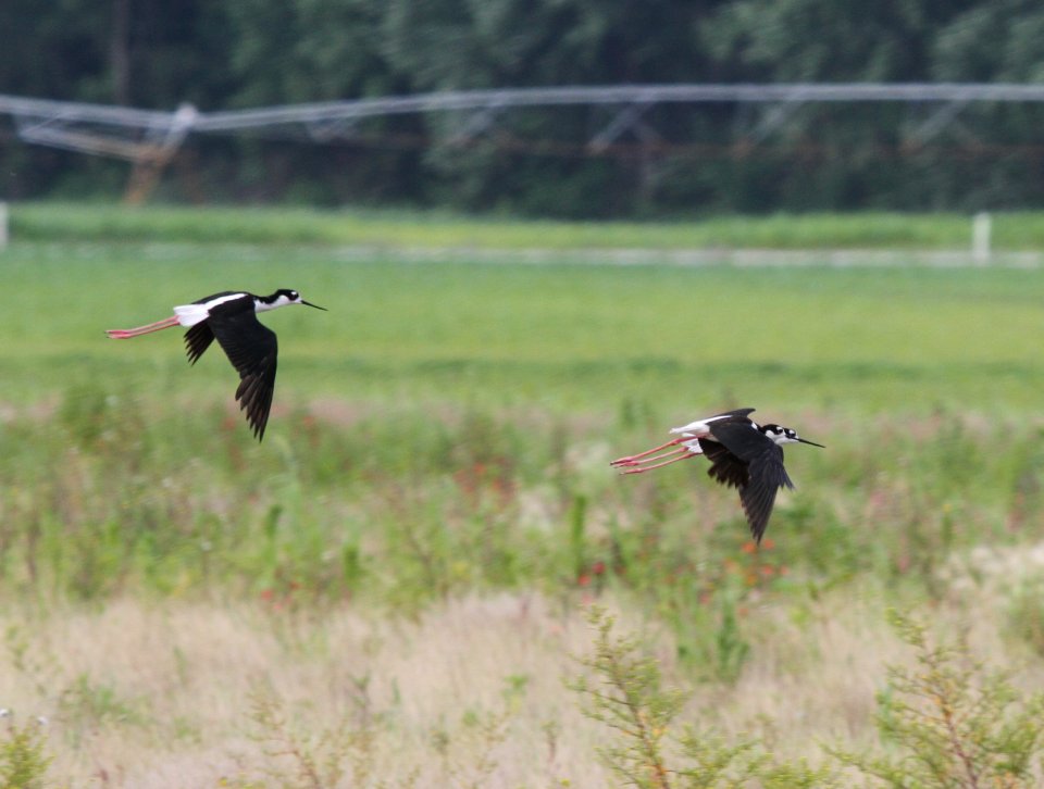 IMG 0174 c Black-necked Stilt Whispering Willows Bourbonnais IL 7-2-2015