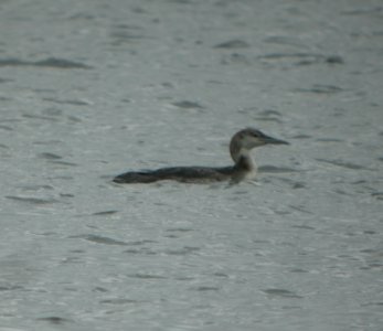 DSCN6842 c Common Loon Willow Slough FWA IN 5-17-2015 photo