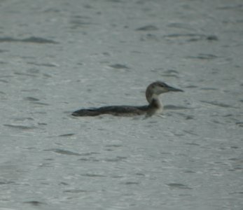 DSCN6842  c Common Loon Willow Slough FWA IN 5-17-2015