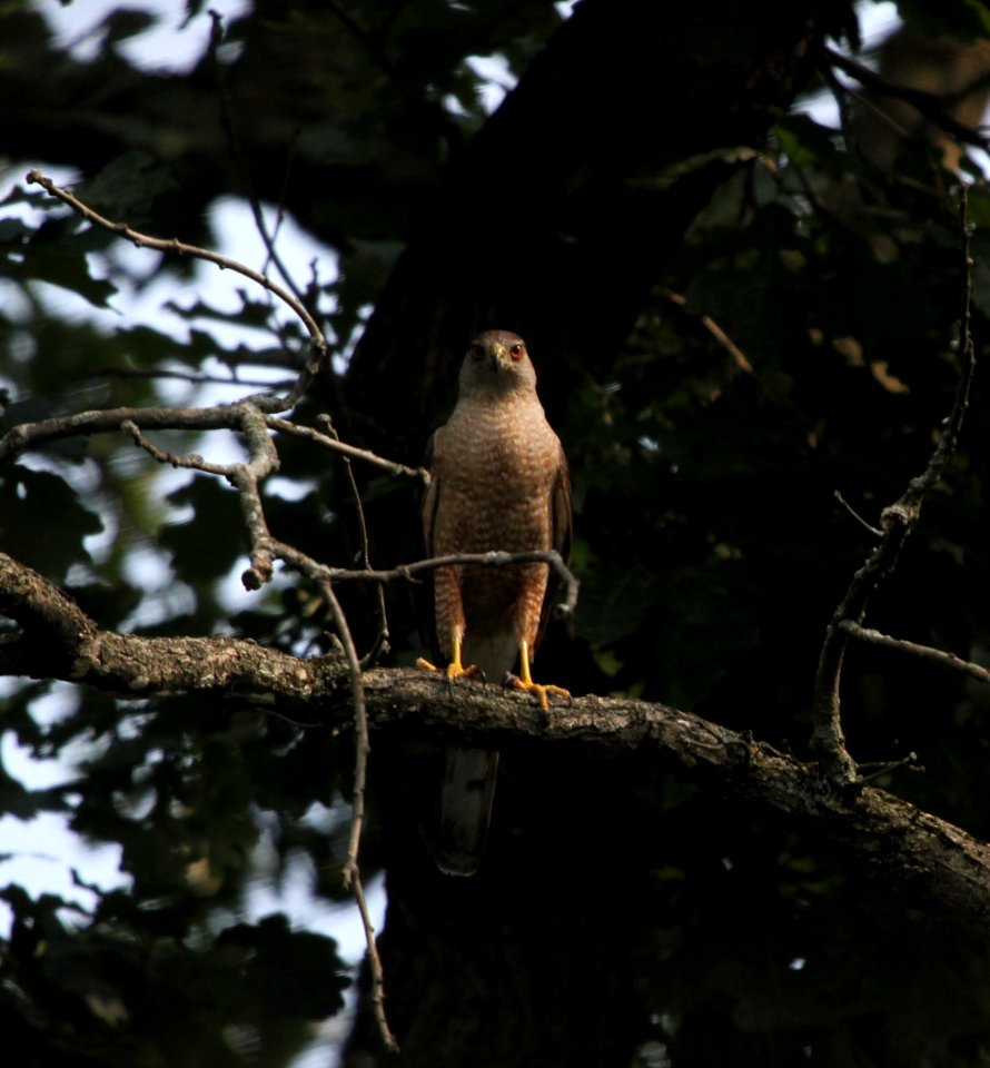 IMG 0685 c Cooper's Hawk Hse Kankakee IL 7-25-2015