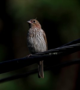 IMG 0882 (2) c House Finch Hse Kankakee IL 8-2-2015 photo