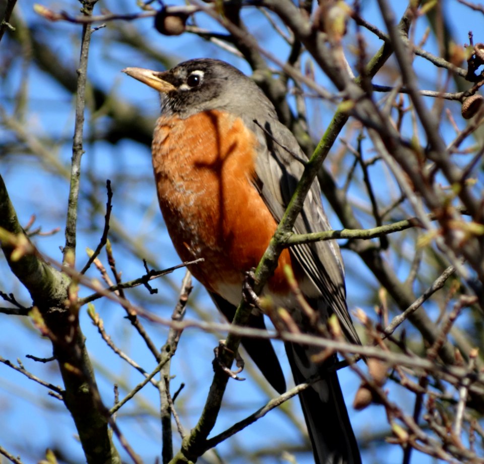 Big Robin