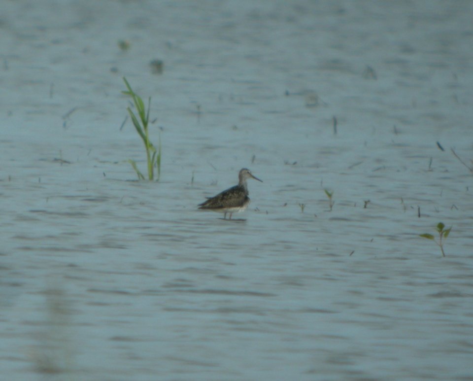 DSCN7513 c Lesser Yellowlegs Whispering Willows Bourbonnais IL 7-1-2015